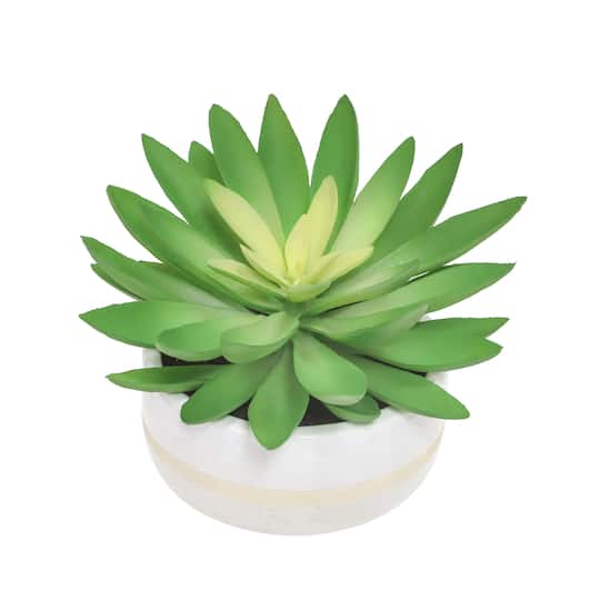6.25" Succulent in White Ceramic Pot by Ashland®